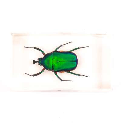 Insecte din toata lumea - Carabusul de smarald