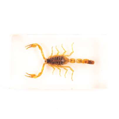 Insecte din toata lumea - Scorpionul manciurian auriu
