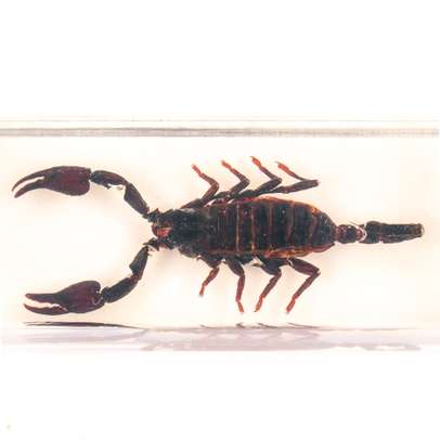 Insecte din toata lumea - Scorpionul gigant